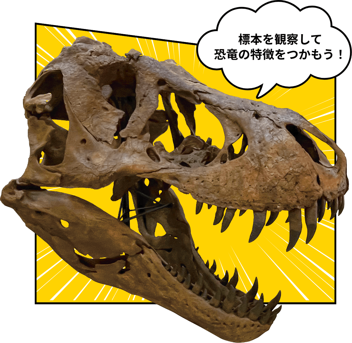標本展示イメージ「標本を観察して恐竜の特徴をつかもう！」